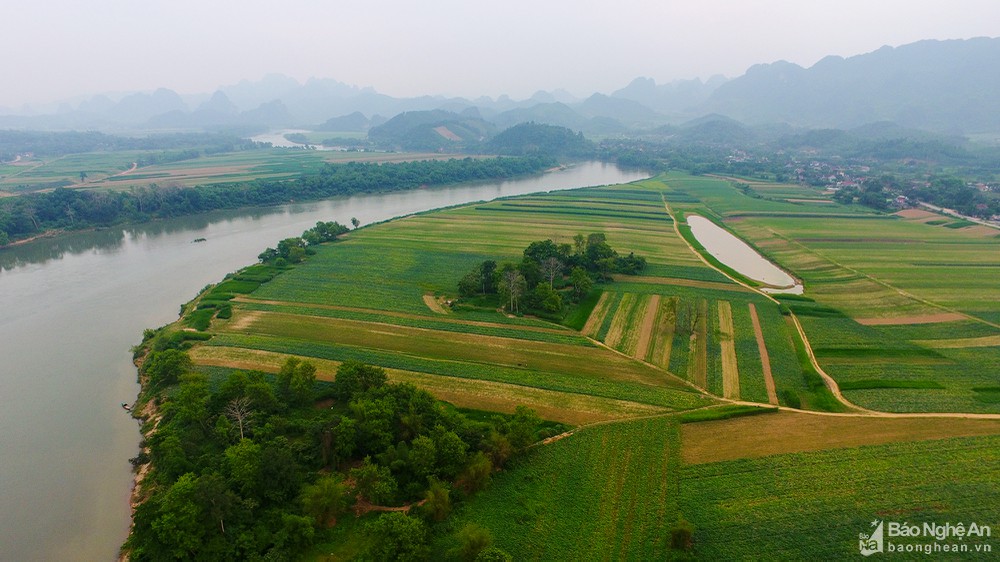 Cánh đồng đất bãi ven sông Lam ở Anh Sơn phủ những mảng màu xanh tươi như tranh vẽ. Ảnh: Sách Nguyễn
