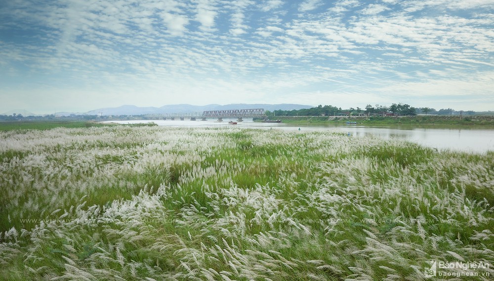 ánh đồng cỏ lau tuyệt đẹp nằm bên triền sông Lam, xa xa là cây cầu Yên Xuân vững chãi qua bom lửa in đậm nét cổ kính. Ảnh: Sách Nguyễn